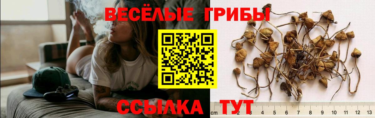 Галлюциногенные грибы Psilocybine cubensis Железноводск